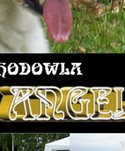  hodowla alpen angel
